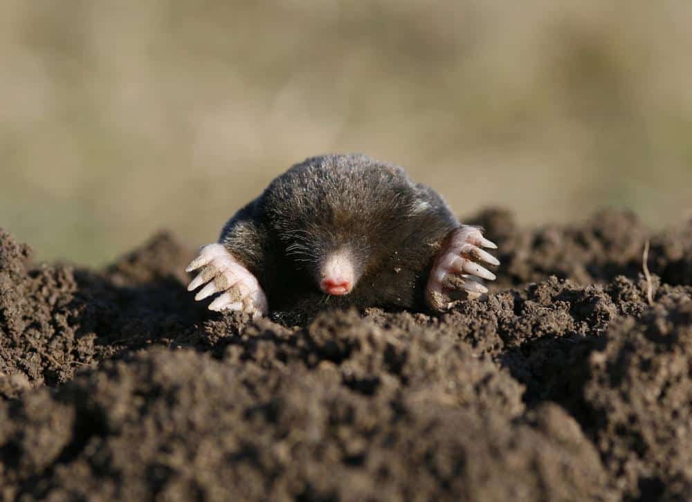 Mole Control Service - AAA Lawn Care